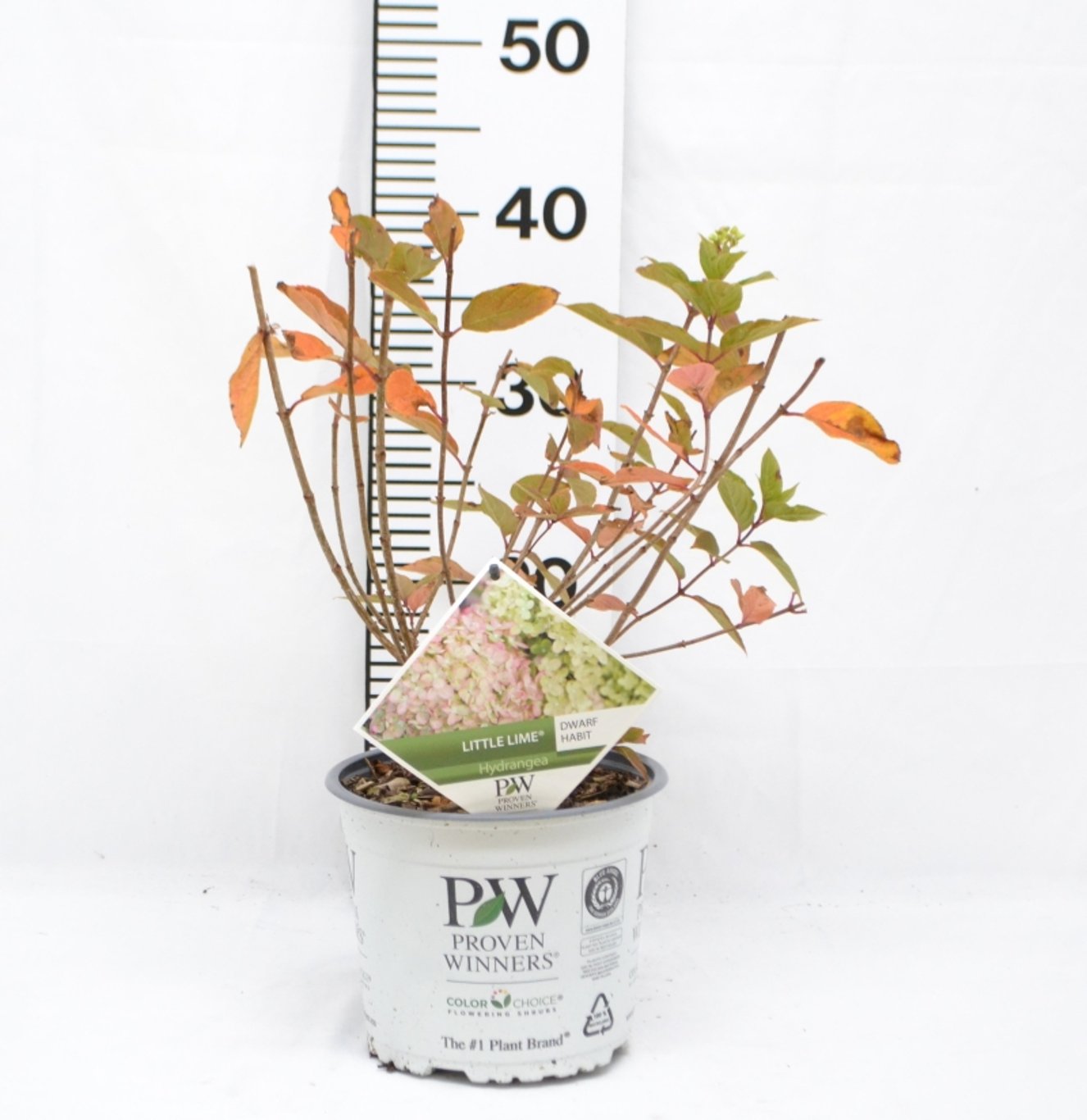 Hydrangea pan. 'Little Lime' ® - C3 20-40 CM